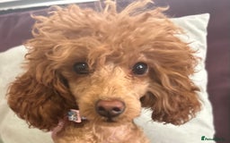 Toy Poodle dogs for sale: Teddi female 6’m old tiny Kc toy poodle  in Chichester - Image 13