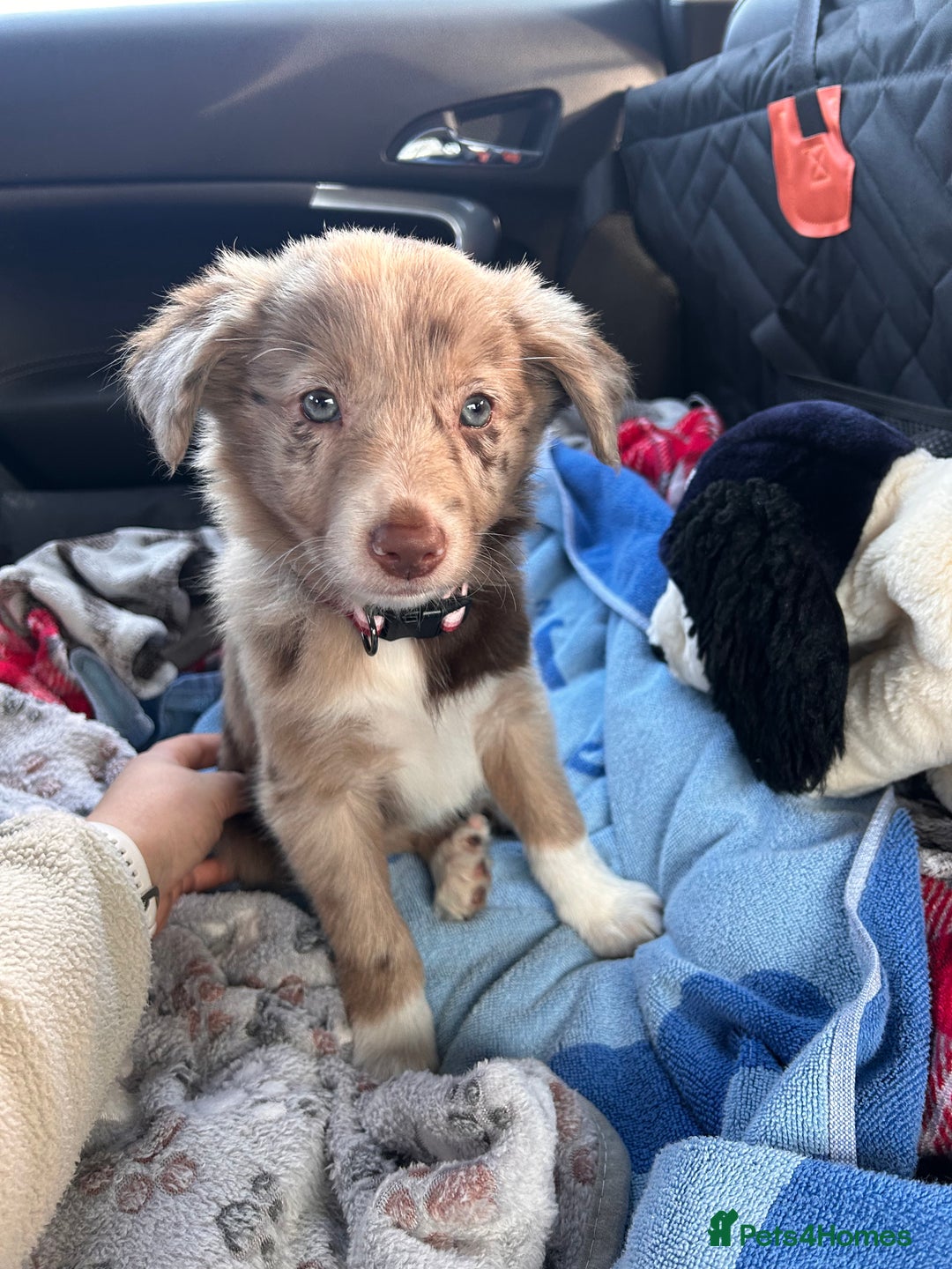 Border Collie dogs for sale: 10 week old Border collie  - Advert 5