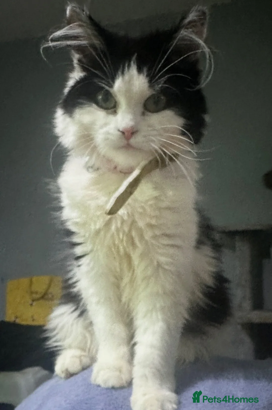 British Longhair cats for sale: British longhair kittens for sale - Advert 11