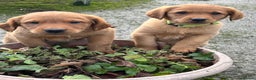 Labrador Retriever dogs for sale: Fox Red Labrador puppies - Advert 13