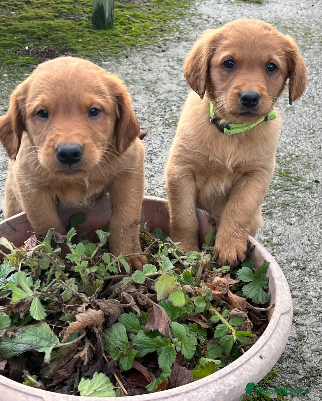 Labrador Retriever dogs for sale: Fox Red Labrador puppies - Advert 13