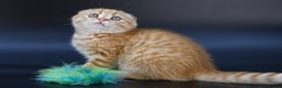 Scottish Fold cats for sale: LICENSED CATTERY, PURE BREED TOP QUALITY KITTENS - Advert 15