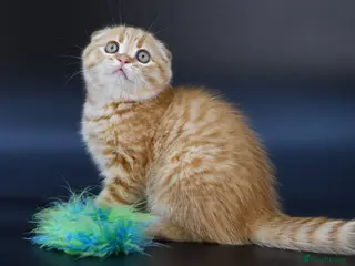 Scottish Fold cats LICENSED CATTERY, PURE BREED TOP QUALITY KITTENS - Advert 1