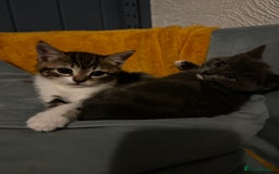 Mixed Breed cats for sale: Kittens for sale - Advert 8