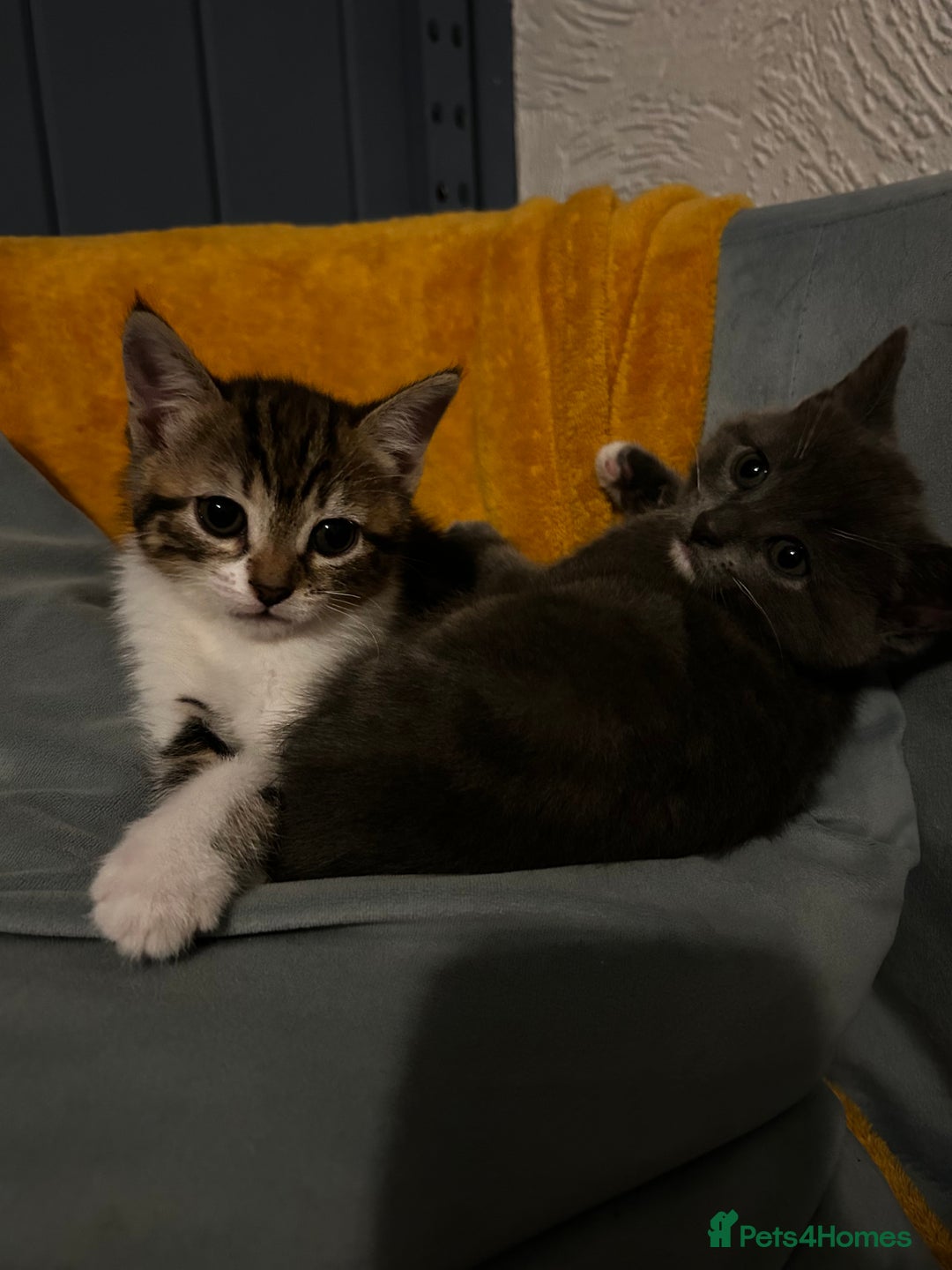 Mixed Breed cats for sale: Kittens for sale - Advert 8