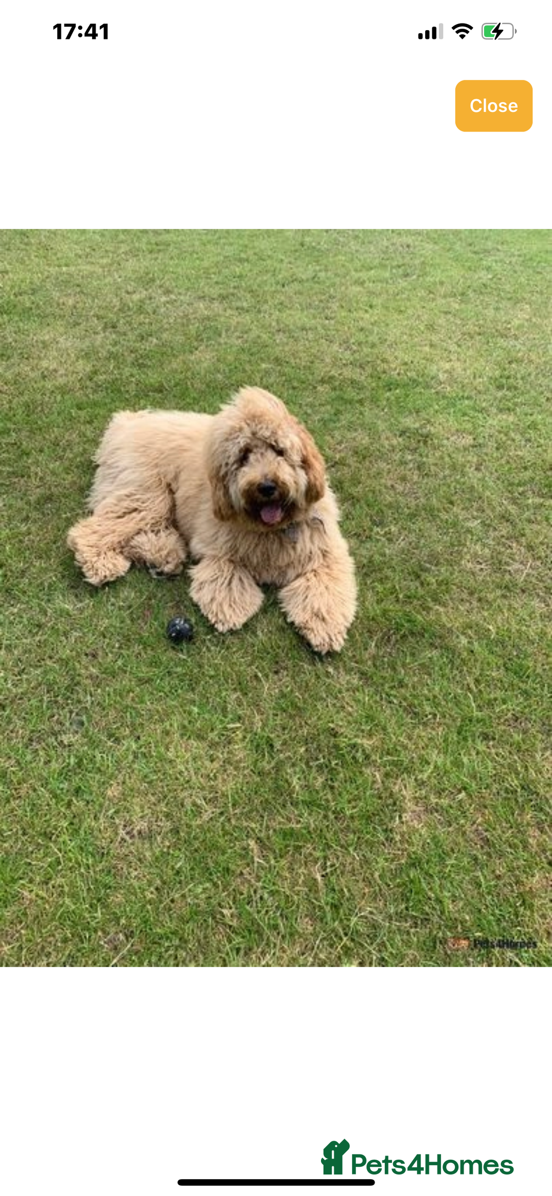 Goldendoodle dogs for sale: Multigenerational Doodles - Advert 16