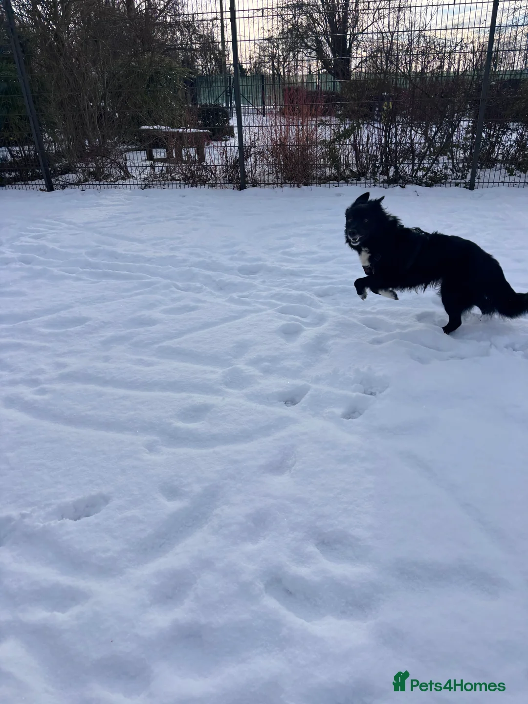 Border Collie dogs for sale: Border collie -Meena  in Telford - Advert 6