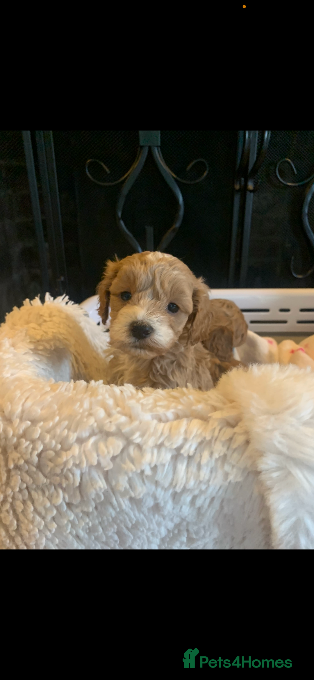 Cockapoo dogs for sale: F1b cockapoo  - Advert 20