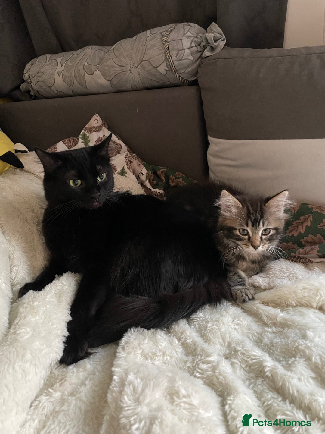 Mixed Breed cats for sale: Ragdool & Norwegian forest boy  - Advert 1
