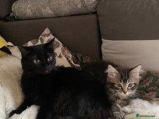 Mixed Breed cats Ragdool & Norwegian forest boy - Advert 1