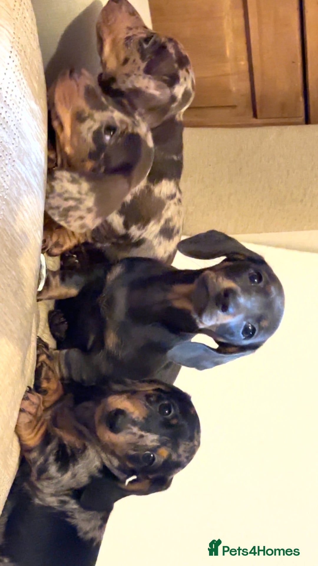 Miniature Dachshund dogs for sale: Kc registered Miniature dashaund puppy’s  - Advert 3