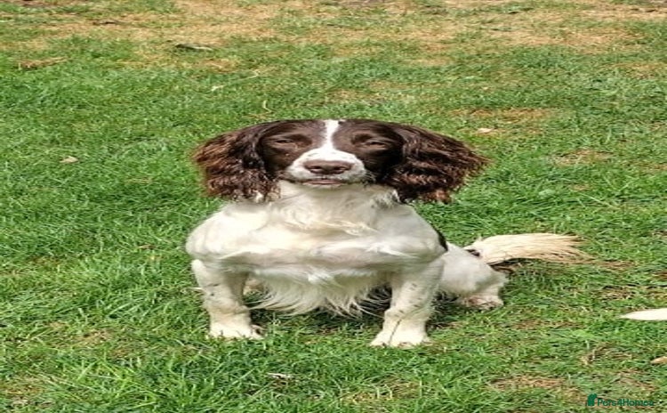 English Springer Spaniel dogs - Advert 1