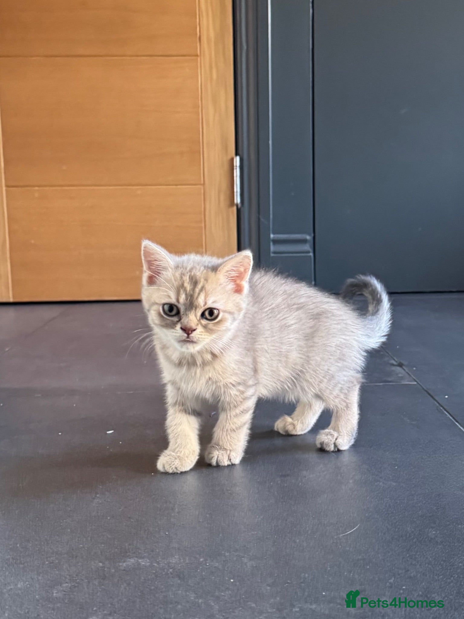 British Shorthair cats British short hair kittens - Advert 2
