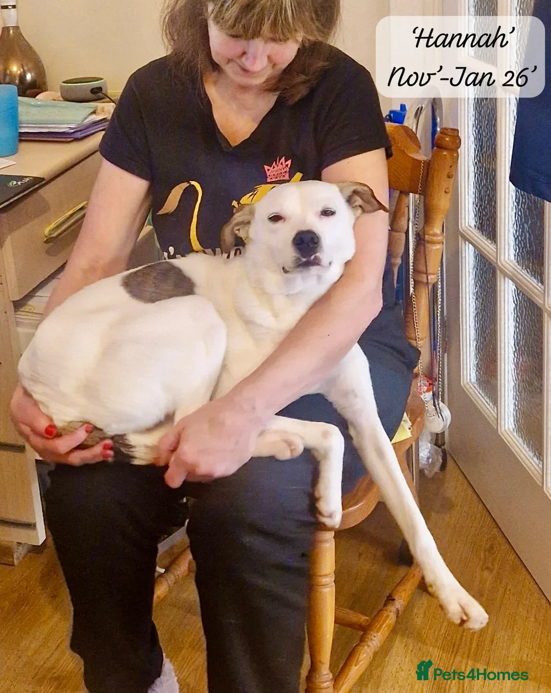 Mixed Breed dogs for adoption: Hannah, 2-3 yrs old. Available for adoption. - Advert 9