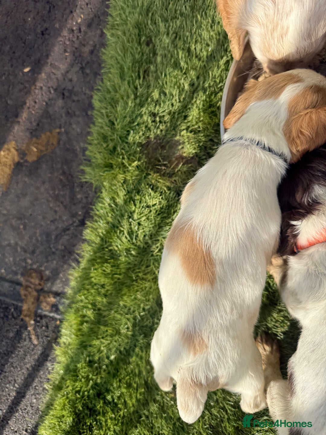 Cocker Spaniel dogs for sale: Working cocker spainel puppies  - Advert 24