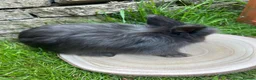 Angora rabbits for sale: Full Face English Angoras - Advert 15