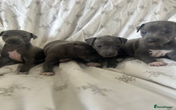 Italian Greyhound dogs for sale: 1 boy left  - Image 9