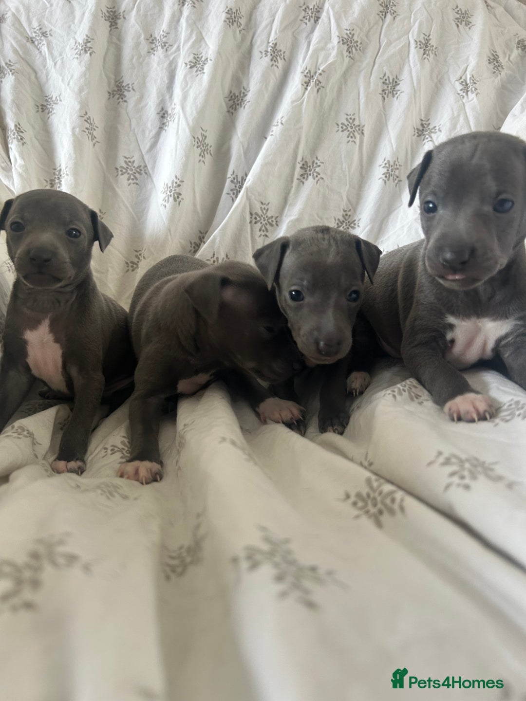 Italian Greyhound dogs for sale: 1 boy left  - Image 9