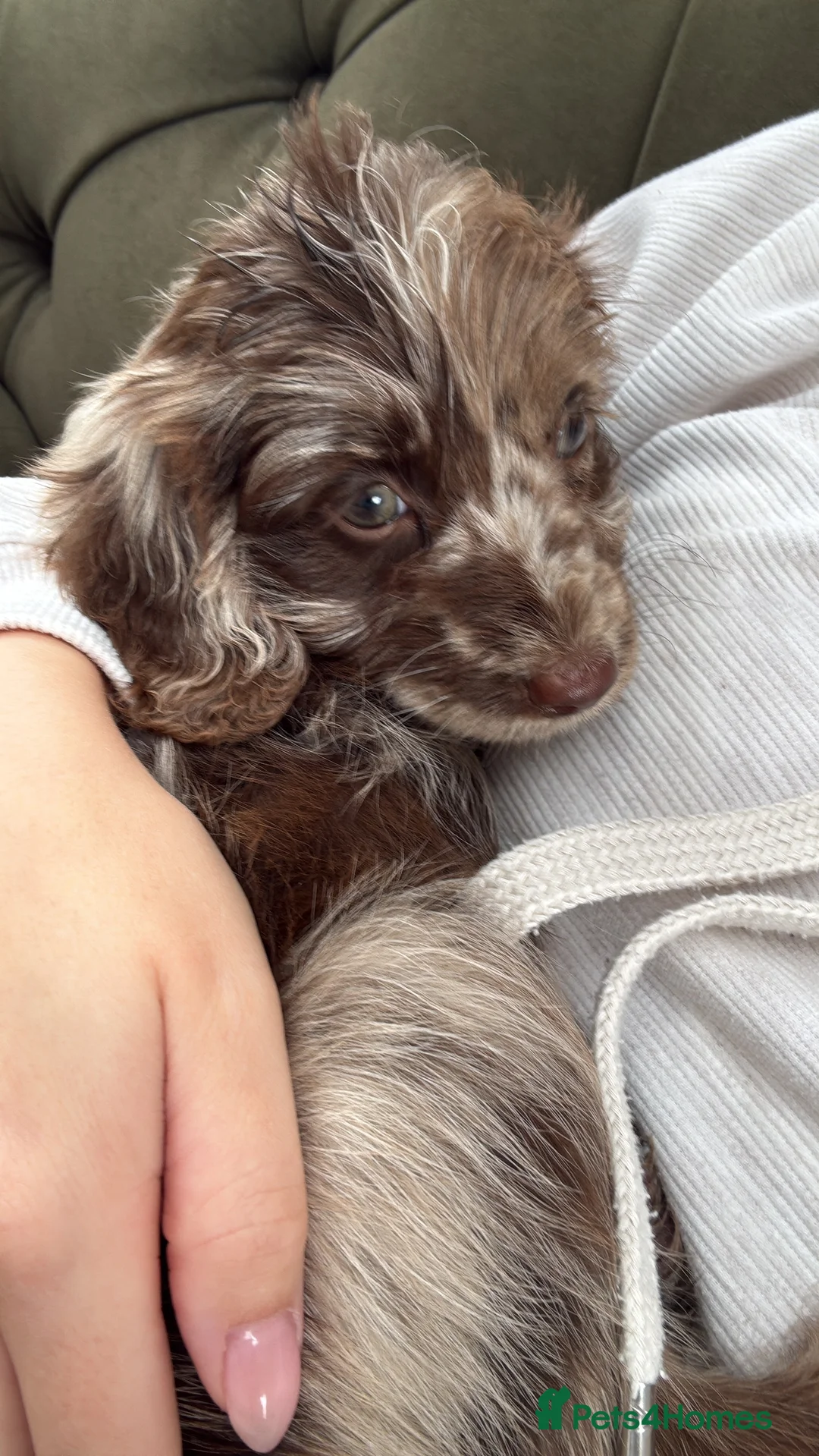 Sproodle dogs for sale: Three Beautiful Girls Remaining F1 Merle Sproodles - Advert 2