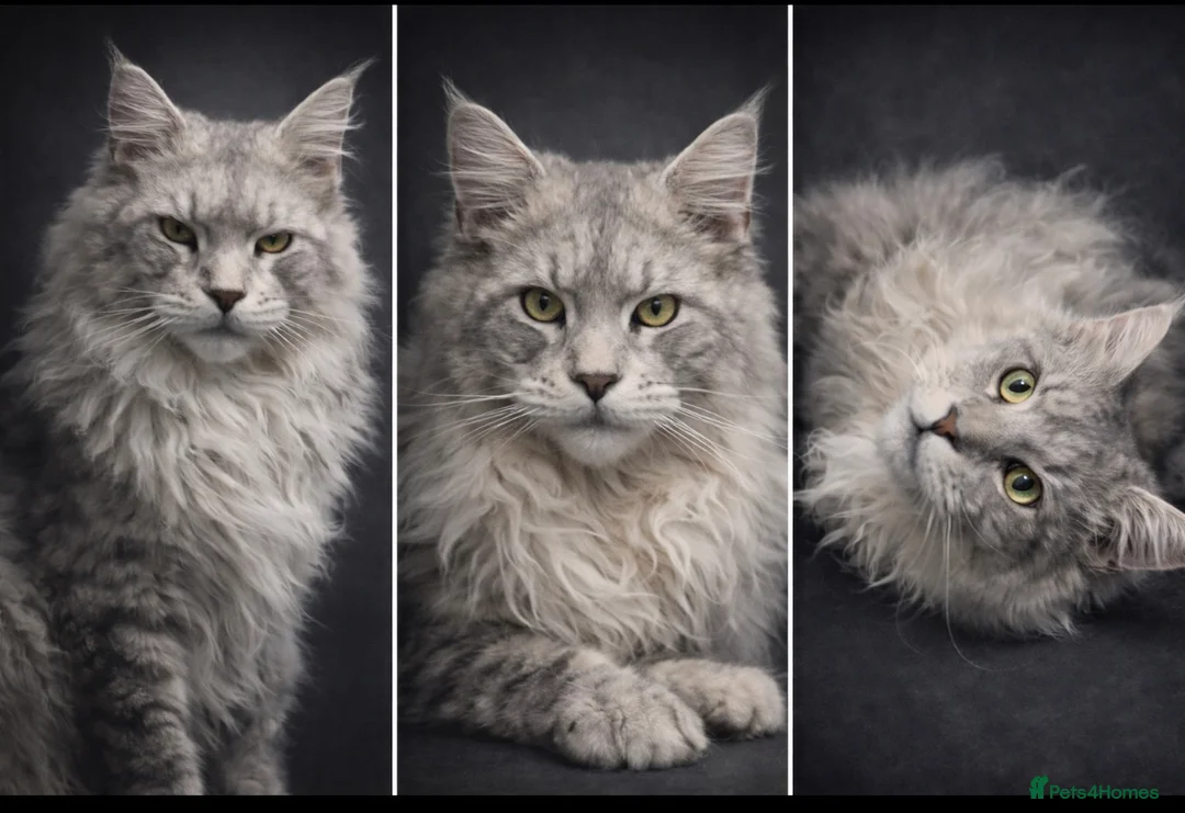 Maine Coon cats for stud: SEVERAL STUDS AVAILABLE  - Advert 1
