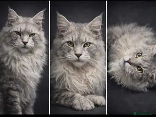 Maine Coon cats SEVERAL STUDS AVAILABLE - Advert 18