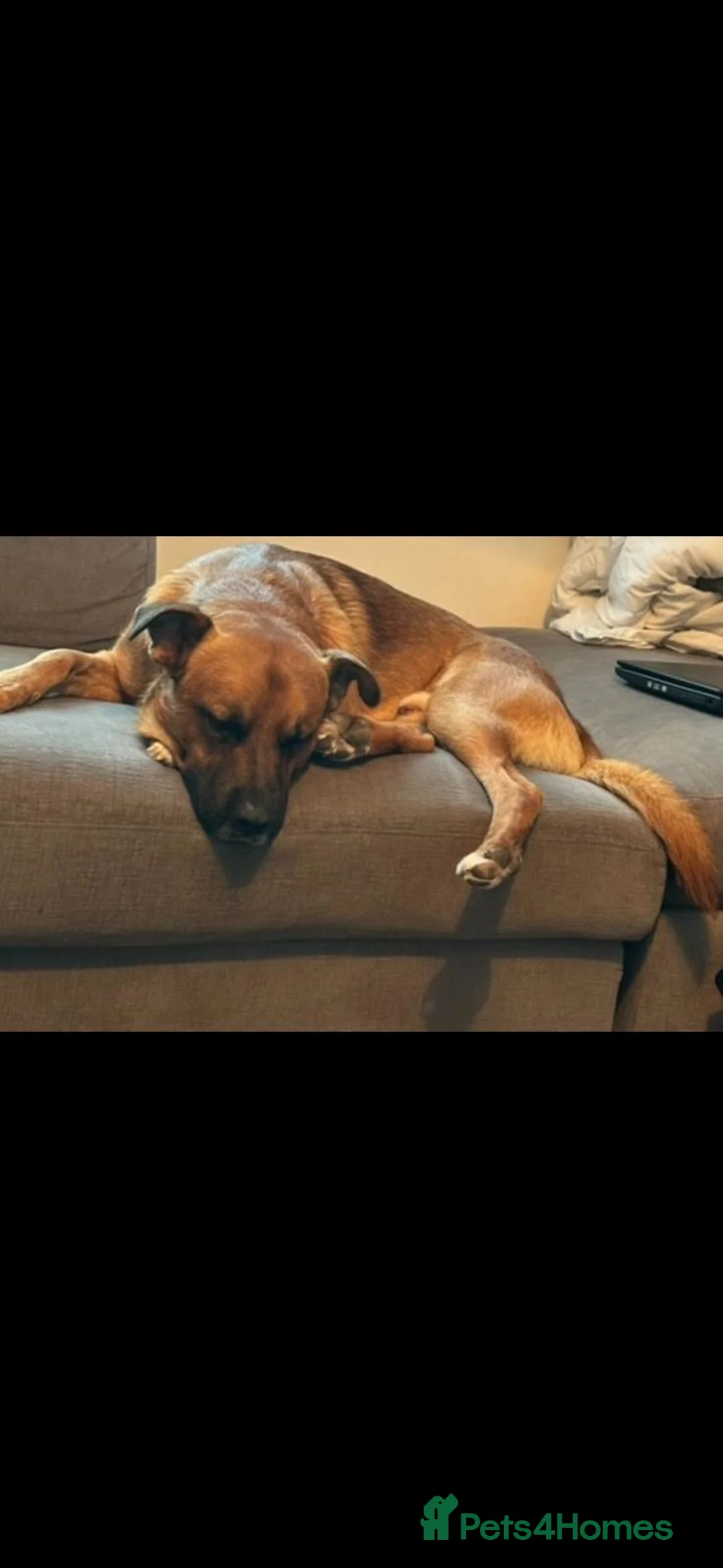 Mixed Breed dogs for sale: Bailey German shepherd/rottie/saint bernard in Cranleigh - Advert 4