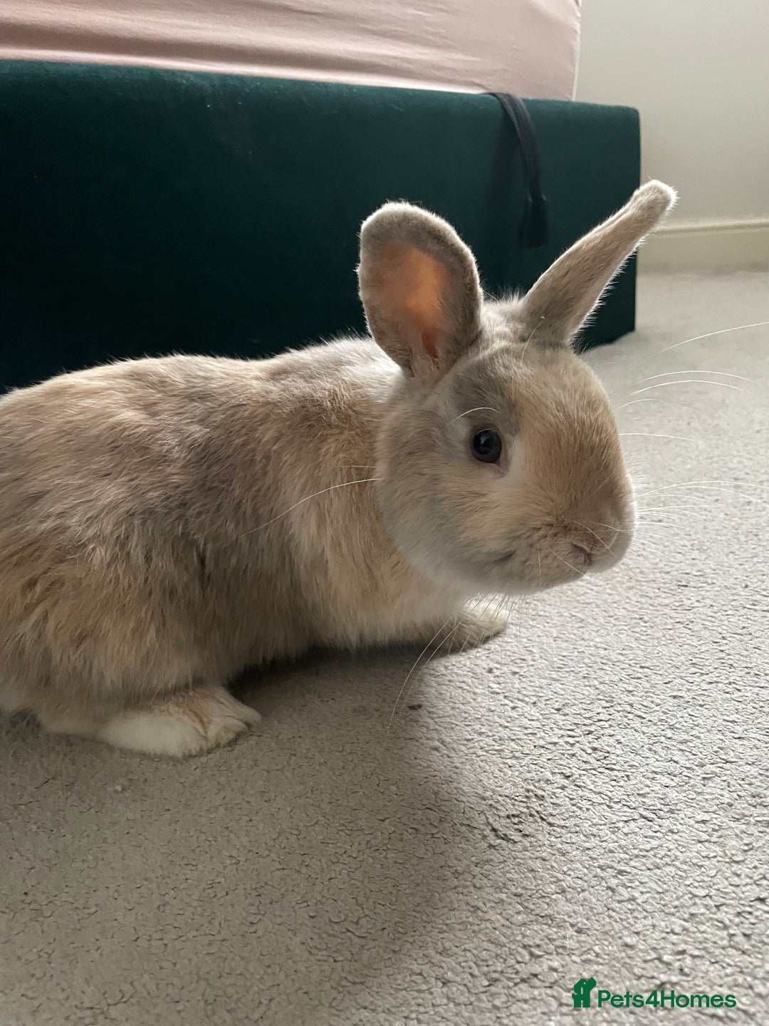 Mini Lion Lop rabbits for sale: Mini lion lop male  - Advert 1