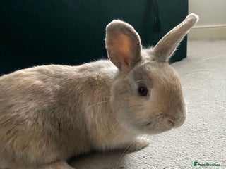 Mini Lion Lop rabbits Mini lion lop male - Advert 7