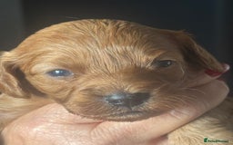 Cavapoo dogs for sale: Beautiful healthy Cavapoo’s d.o.b 22/08/25 - Image 30
