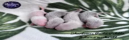 Ferret rodents for sale: Ferret kits  - Advert 7