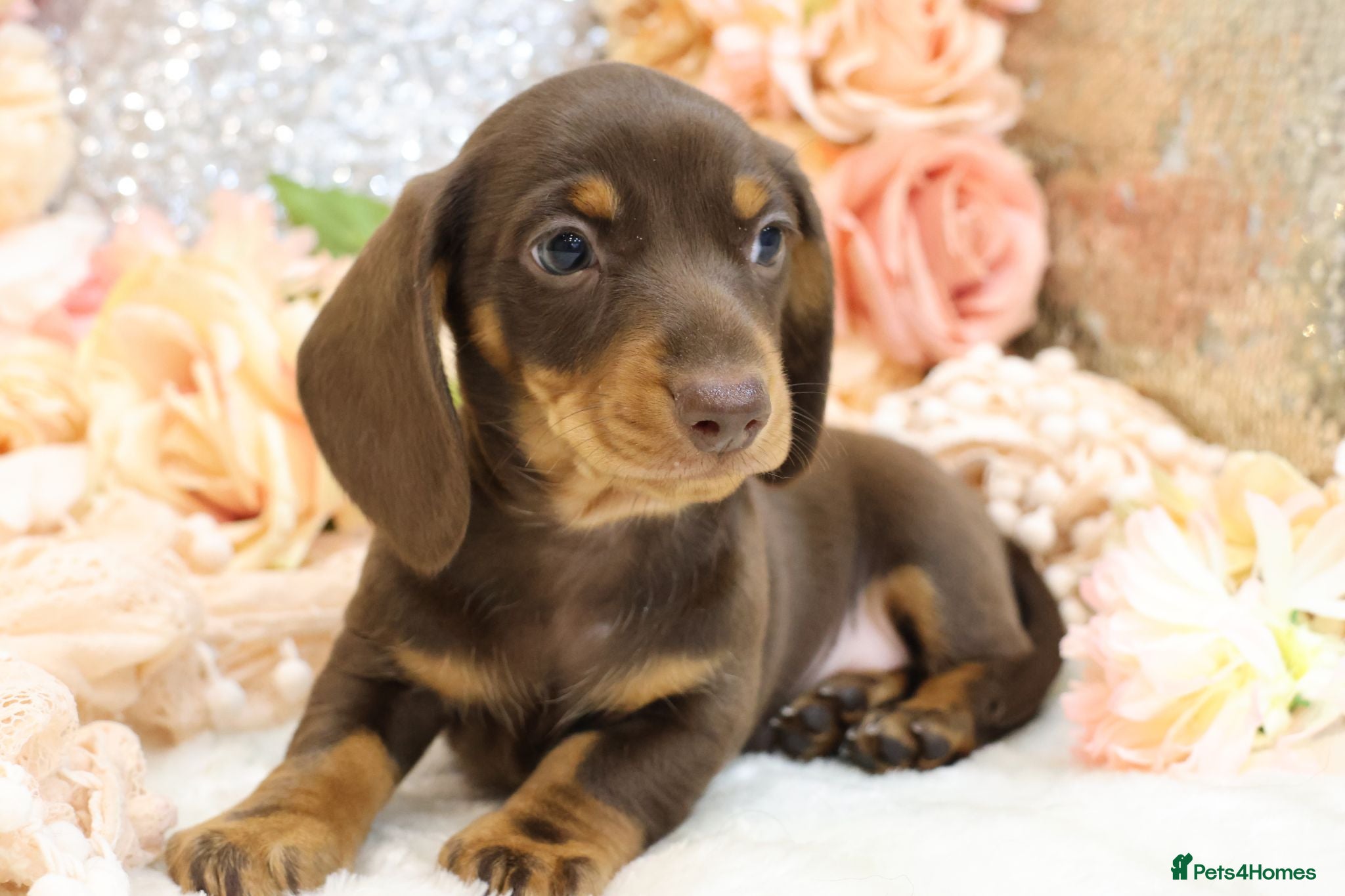 Miniature Dachshund dogs KC Miniature Dachshund Puppies - Advert 2