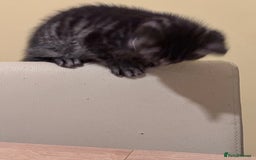 Mixed Breed cats for sale: Gorgeous kittens for sale - Advert 4