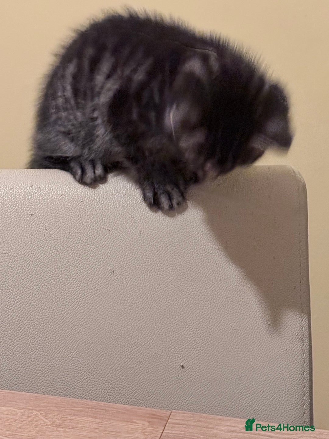 Mixed Breed cats for sale: Gorgeous kittens for sale - Advert 4