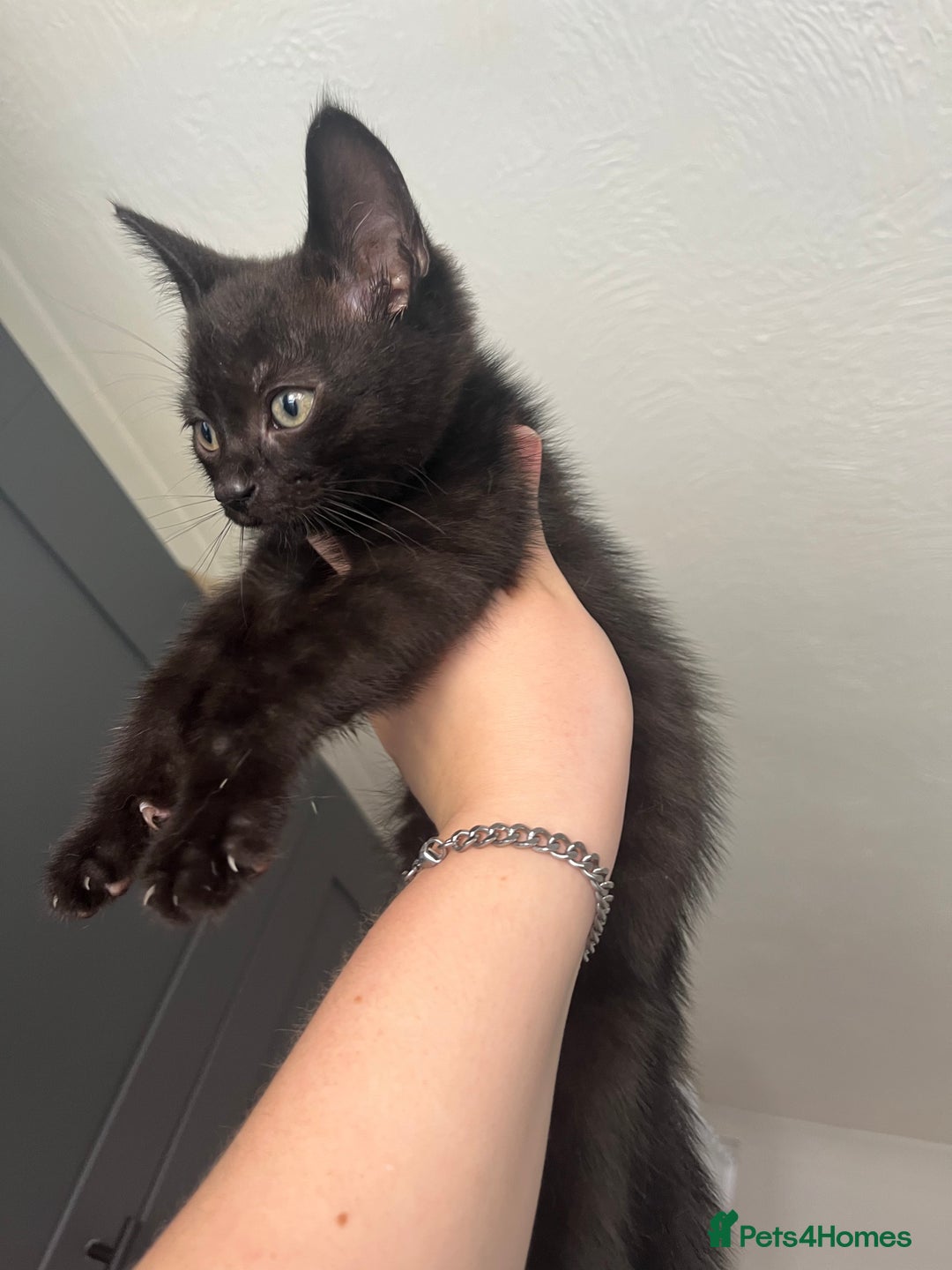 Mixed Breed cats for sale: Beautiful kittens for sale - Image 7