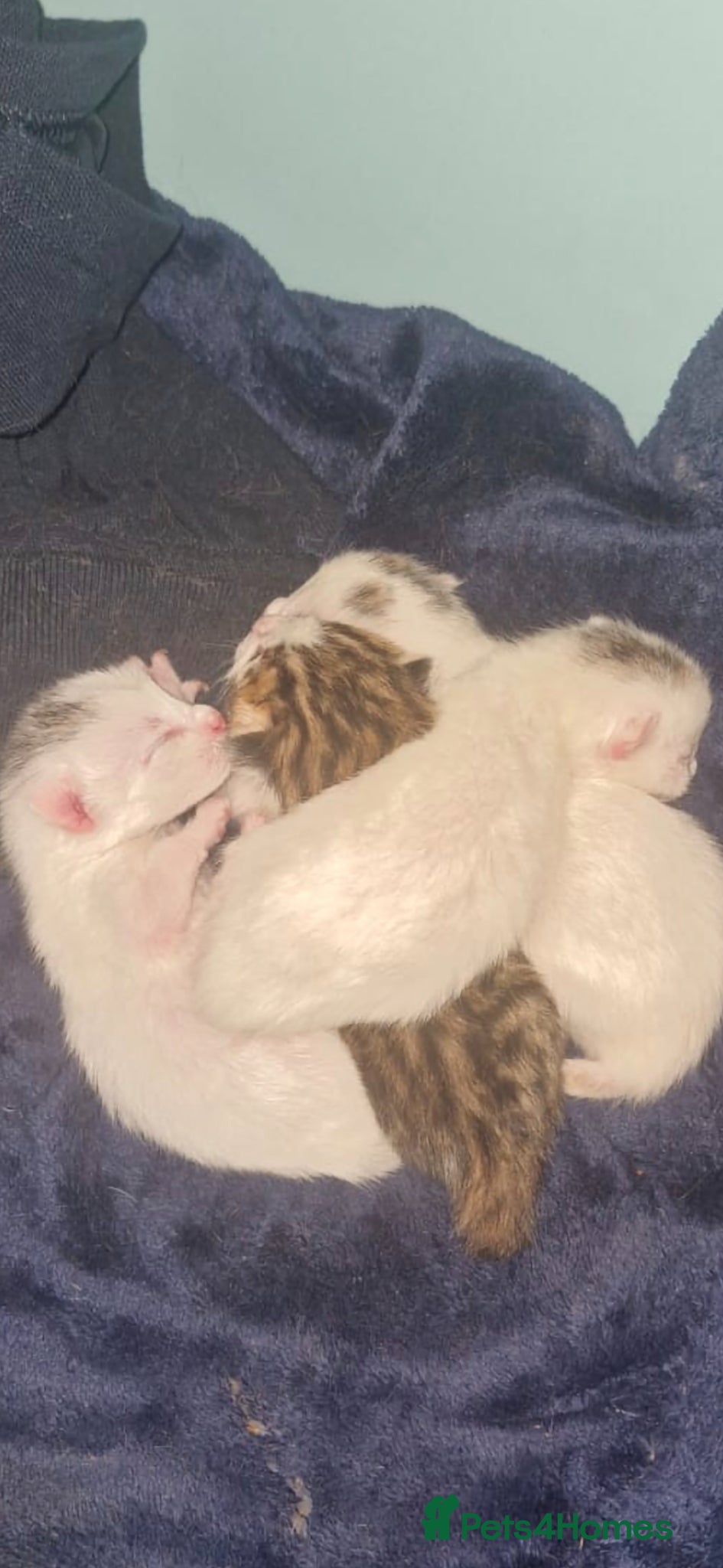 Mixed Breed cats 4 Kittens Looking For A New Home 13/05/2026 - Advert 2
