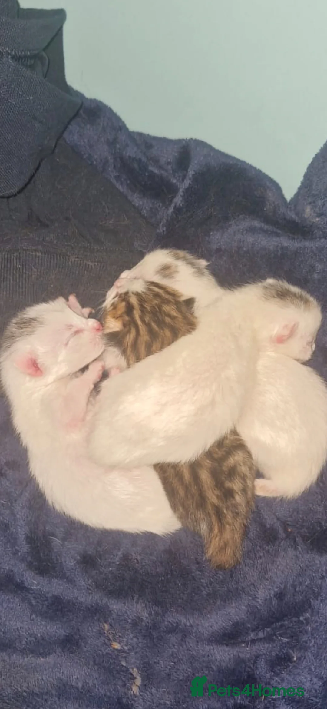 Mixed Breed cats for sale: 4 Kittens Looking For A New Home 13/05/2026 - Advert 1
