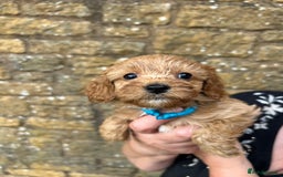 Cavapoo dogs for sale: Cavapoos puppies  - Image 6