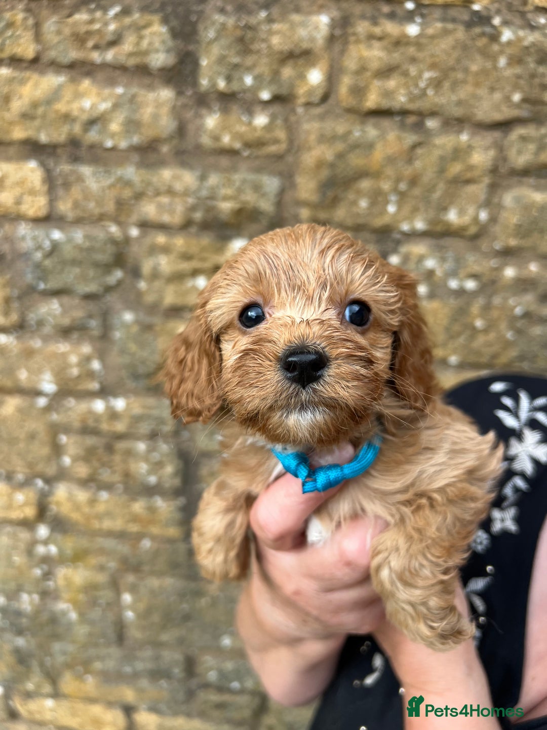 Cavapoo dogs for sale: Cavapoos puppies  - Image 6