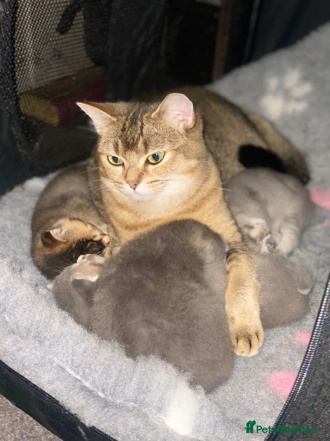 British Shorthair cats for sale: Gorgeous British shorthair kittens  - Advert 2