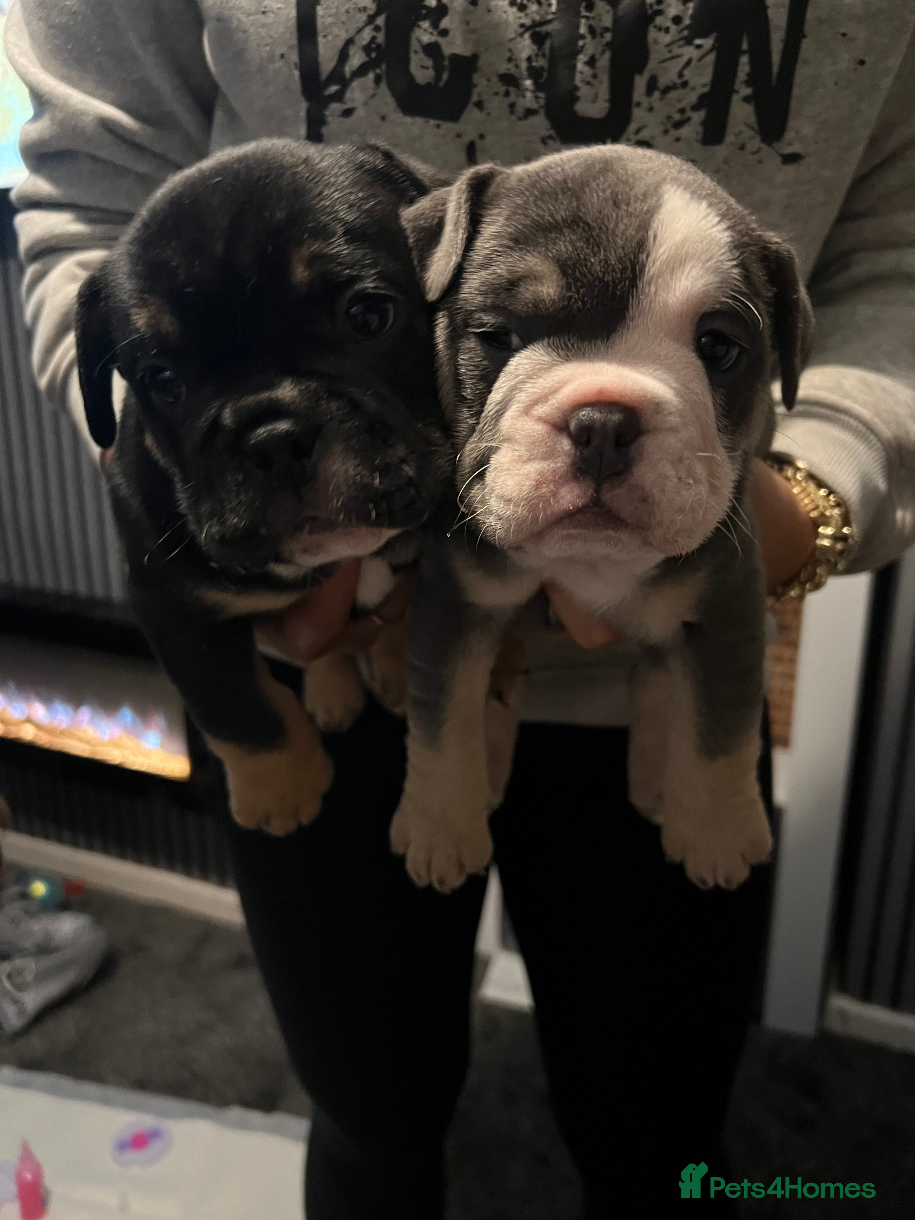 Mixed Breed dogs 3/4 English bulldog x 1/4 French bulldog - Advert 1