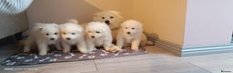 Samoyed dogs for sale: Lovely 4 GIRLS Samoyed puppy - Advert 3