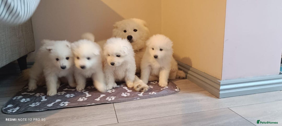 Samoyed dogs for sale: Lovely 4 GIRLS Samoyed puppy - Advert 3