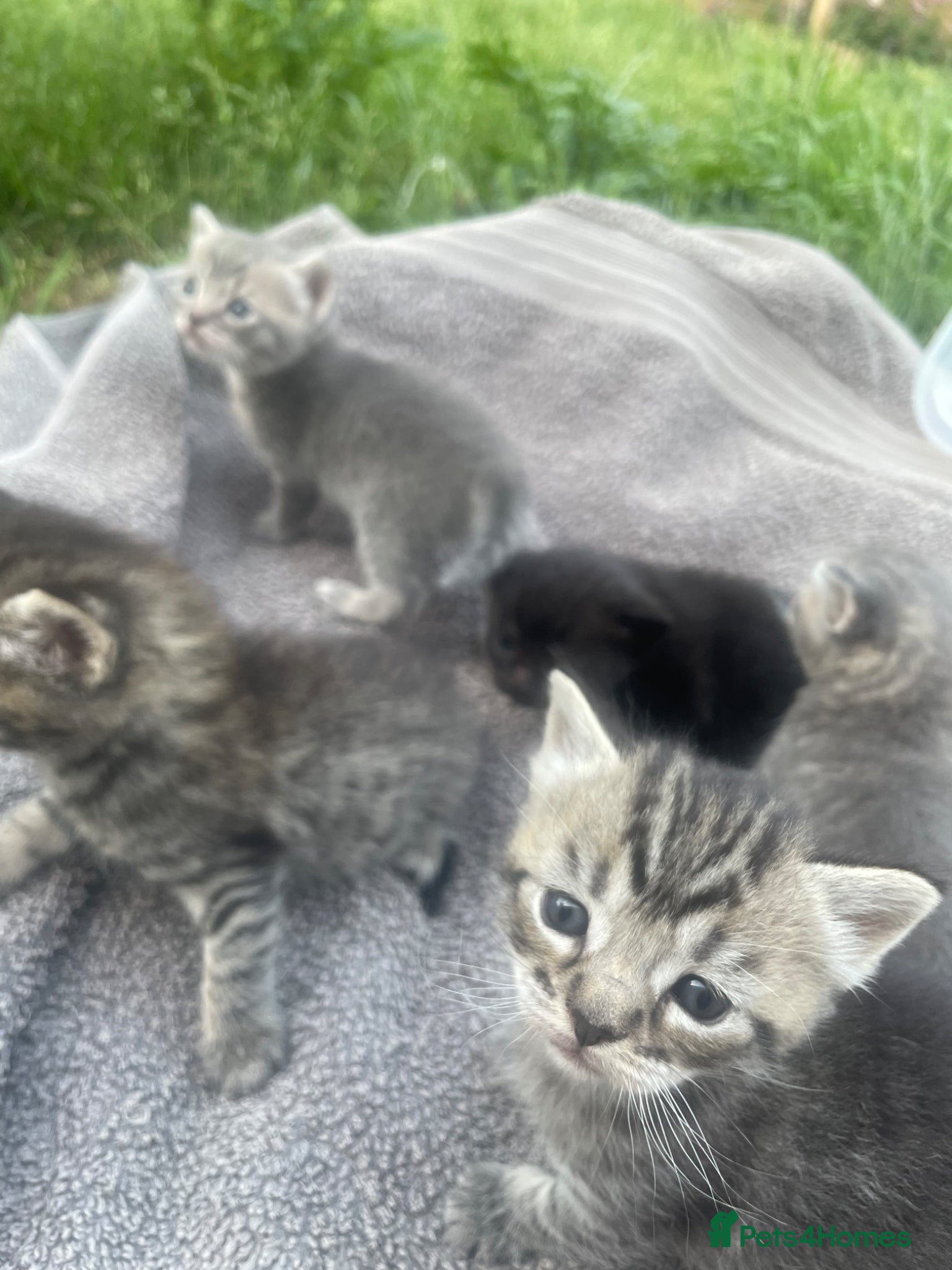 British Shorthair cats for sale: Gorgeous British Shorthair x Bengal kittens in Cheddar - Advert 9