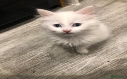 Mixed Breed cats for sale: Litter 5 kittens looking for there forever homes.  - Image 9