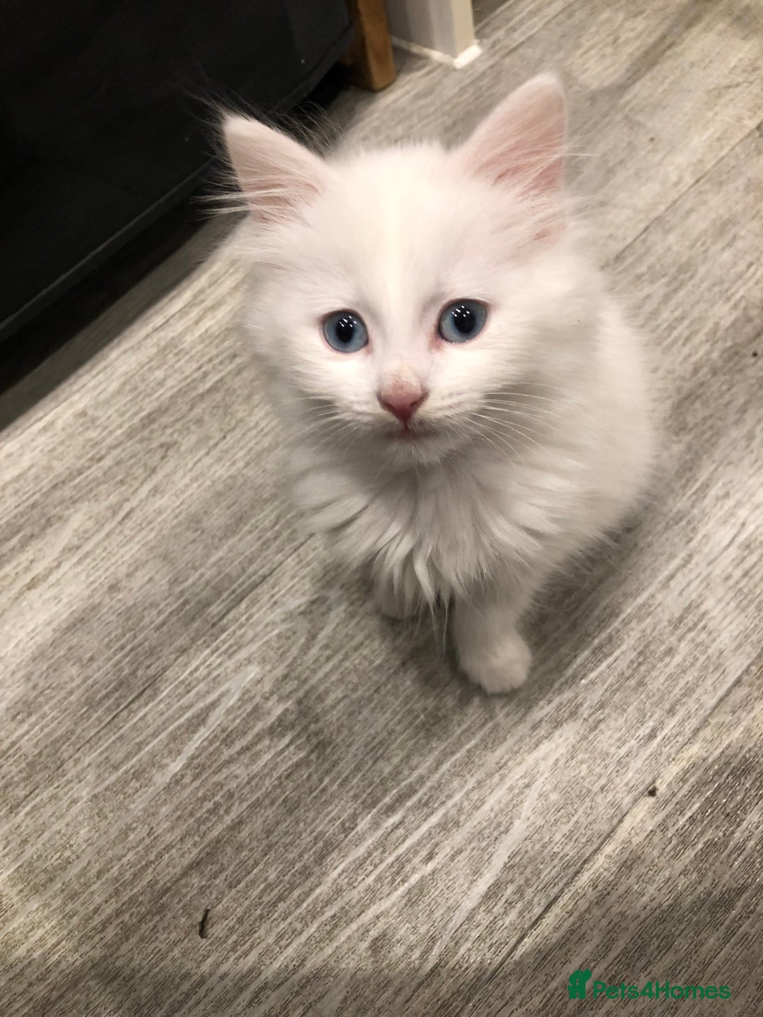 Mixed Breed cats for sale: Litter 5 kittens looking for there forever homes.  - Image 9