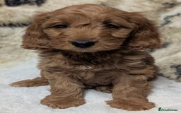 Cockapoo dogs for sale: Beautiful F1 Cockapoo puppies DNA clear  - Image 23