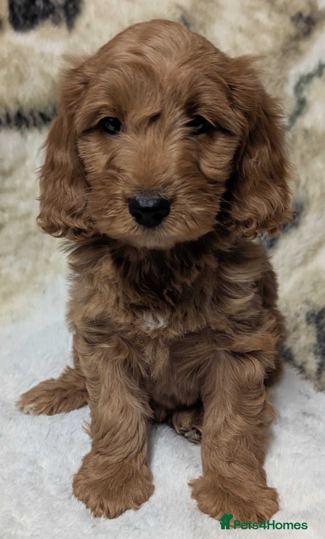 Cockapoo dogs for sale: Beautiful F1 Cockapoo puppies DNA clear  - Image 23