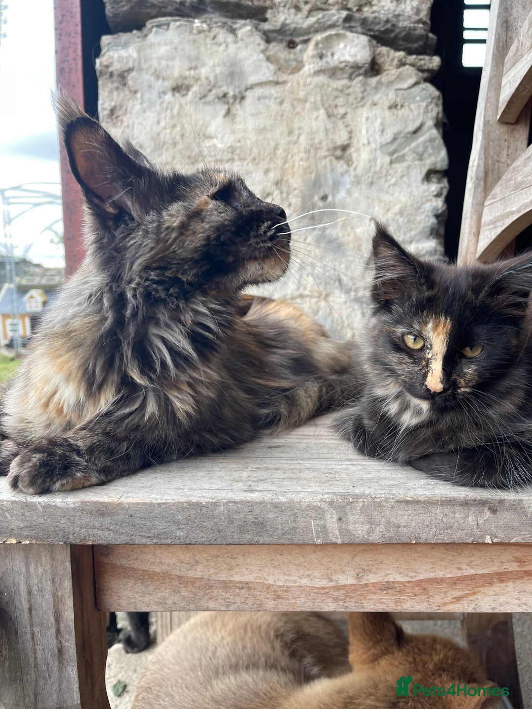 Maine Coon cats for sale: Full pedigree MaineCoon kittens  - Image 26