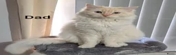 Ragdoll cats for sale: 4 ragdolls awaiting forever homes  - Advert 9