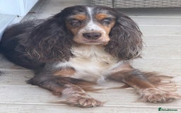Cocker Spaniel dogs for sale: F1 , 3 pups left  - Image 8